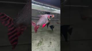 24k Arowana baby 1st day under tanning light🇱🇰 fish relaxingmusic arowanakeepers arowanatank [upl. by Doner]