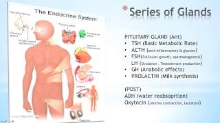 Introduction To The Endocrine System [upl. by Funk]