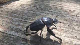 Slow motion footage of a dung beetle taking flight [upl. by Artapoelc]