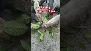 Piglets Feeding Madre de Agua farming nativepigs livestockfarming shortsviral shortsvideo [upl. by Elauqsap548]