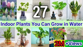 27 Indoor Plants You can grow in Water Best Indoor plants no need soil to grow  Indoor House Plant [upl. by Janiuszck29]