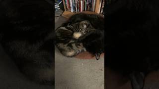 Big Bro Cat Makes Room For Lil Sister [upl. by Fablan]