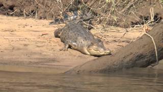 Daintree River Crocodiles Australia [upl. by Lemyt]