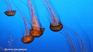 Pacific Sea Nettle  Chrysaora fuscescens [upl. by Malinda]