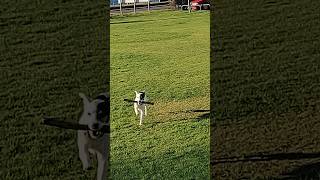 13 year old parson russell terrier [upl. by Rundgren]