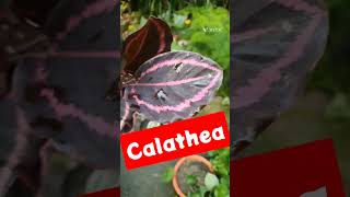 Calathea 💯🤪 Calathea Plant 💐 Indoor Plant shorts plants 🪴 UralOrchid 🎯 [upl. by Roumell843]