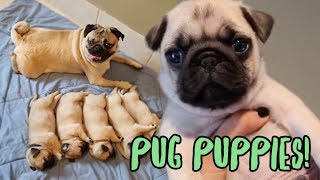 Pug Puppy Compilation [upl. by Kuhlman]