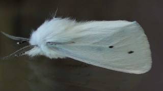 Virginian Tiger Moth Erebidae Spilosoma virginica Lateral View [upl. by Richmound809]