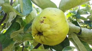 Quince fruit and tree [upl. by Eninnej]