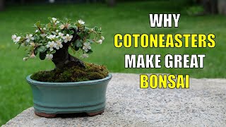 Why Cotoneasters Make Great Bonsai for Beginners [upl. by Kienan]