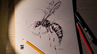 wasp time lapse sketch psdelux [upl. by Cleland]