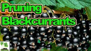 How to Prune Your Blackcurrants For High Yields [upl. by Maryellen]