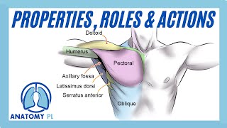 Muscle Properties Roles amp Actions [upl. by Rab]