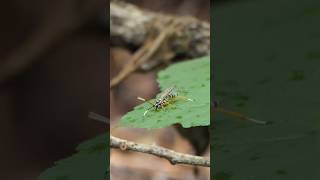 Ichneumonid Wasp drinks water from droplets on leaf [upl. by Alderson]