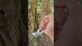 Karambit karambitknife survival edc bushcraft pesca blade edcknife shortsvideo shorts [upl. by Marylinda]