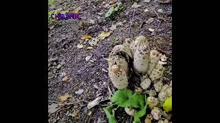 hike kalamalka lake  Oyama BC Canada britishcolumbia nature lakeview mushroom fall views [upl. by Legnaleugim906]