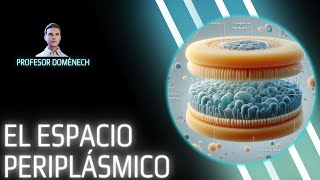 El ESPACIO PERIPLÁSMICO de las BACTERIAS GRAM NEGATIVAS [upl. by Nosmas296]