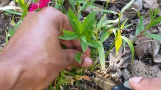 How to take Dianthus cuttings Sweet William [upl. by Dlonyer]