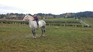 Riding a Percheron draft horse for the first time [upl. by Ranger831]