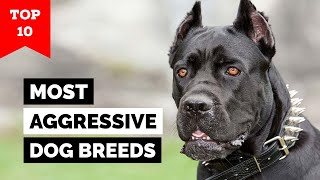 Top 10 Most Aggressive Dog Breeds In The World [upl. by Ziza]