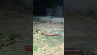 Coconut worm god 🫣🐛🪱 shorts shortsfeed shortvideo [upl. by Moise]