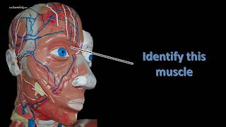 head neck and torso muscle review for anatomy practical exam [upl. by Hcone750]