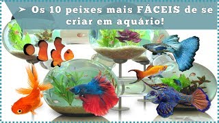 Os 10 peixes mais FÁCEIS de se criar em aquário [upl. by Boru984]