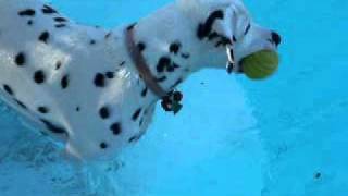 Dalmatian puppy swimming [upl. by Innavoj]