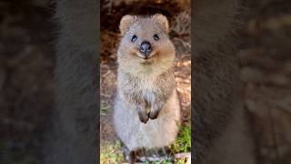 Quokka  Happiest Animal [upl. by Aelber]