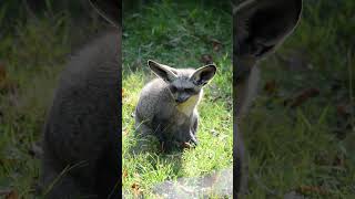 Bat Eared Fox at Howletts batearedfox howletts animals wildlife zoo daysout shorts [upl. by Fugazy]