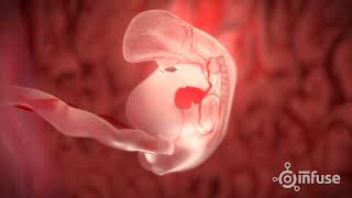 Fetal Development 3D Animation  Infuse Medical [upl. by Ronal320]