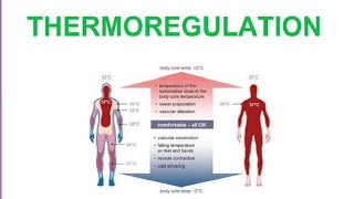 Thermoregulation Homeostasis Cold and warm blooded NCERT STB FTB PTB HindiUrdu By Sir Suresh Kumar [upl. by Frantz630]