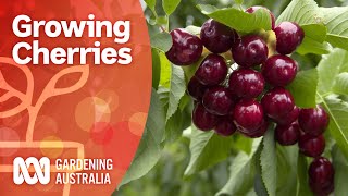 Growing cherry trees bursting with fruit  Growing fruit and veg  Gardening Australia [upl. by Shrier994]