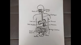 Human digestive system drawing  How to draw human digestive system Easily [upl. by Nitnerb]