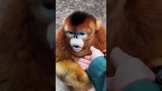 The Beautiful Golden Monkey Life Eps 9 [upl. by Aryad947]