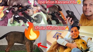 Apbt Female Ka Operation Karvana Pda😢Tab Hua Puppies🐶Chintu Return🔥 [upl. by Annig]