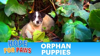 Saving five orphaned puppies  watch until the end for an amazing transformation puppy [upl. by Olnek]