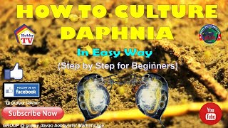 HOW TO CULTURE DAPHNIA In Easy Way [upl. by Ronn]