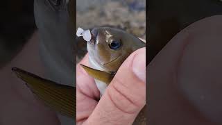 little Opaleye Caught Fishing from the Cliffs werftv fish catchsurf [upl. by Welsh]