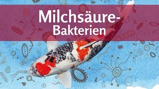 Milchsäure für den Teich Bakterien gegen Algen und Keime – für gesunde Koi [upl. by Randee]