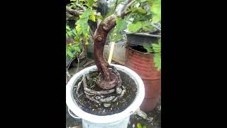 Bonsai asam Jawa Tamarindus indica [upl. by Ralat]