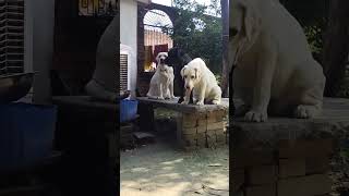 Labour dog Viral video Youtubeshort short video viral [upl. by Virgilio]