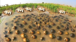 Amazing a farmer pick a lot of duck eggs and snails at field near the road [upl. by Essilec]