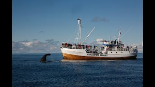 WHALE WATCHING da ANDENES ISOLE VESTERALEN  NORVEGIA [upl. by Biondo]