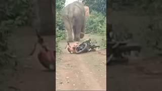 Elephant crash motorbike reels automobile eliphent tiger [upl. by Mcclain842]