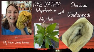 MORE Natural Dyeing Myrtle and Goldenrod Again [upl. by Sheehan]