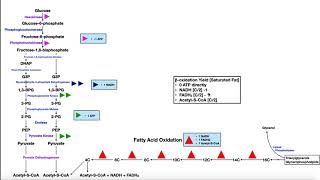 Overview of Metabolism Part 1  Glycolysis βoxidation Glycogen Metabolism amp Lactose Metabolism [upl. by Beverle]