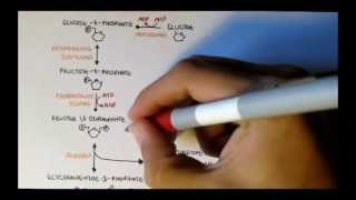 Human Metabolism Map II  Gluconeogenesis amp Glycogenesis [upl. by Anahoj]