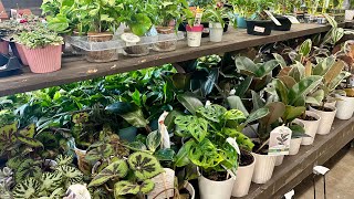 HOME DEPOT SHOCKING JANUARY 2024 POST HOLIDAY INVENTORY🪴HUGE HOUSEPLANT RESTOCK🌸🌴PLANT SHOP WITH ME🛒 [upl. by Anod824]