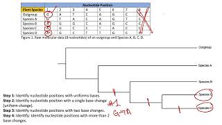 Phylogenetic Tree With Molecular Data [upl. by Nuahsyt509]